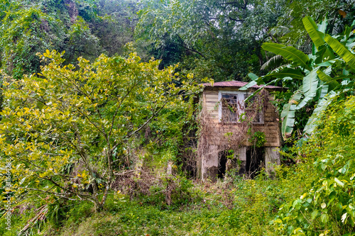 Abandoned old country home with rusty zinc roof overrun with vines and plants. Small modest dwelling on concrete stilts on rural countryside hill/ hillside. Rotting/ damaged Caribbean island house.