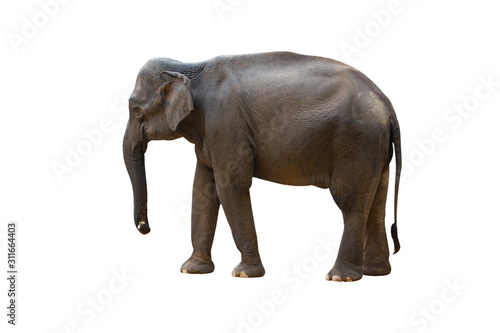 The Asian elephant stan on the ground with isolated background