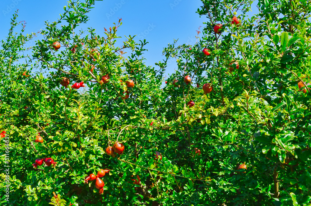 pomegranate fruits,pomegranate garden ,raw pomegranate fruits close up