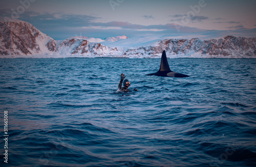 Happy diver greetings and swimming with orca killer whale in sunset norway fjord on watere photo