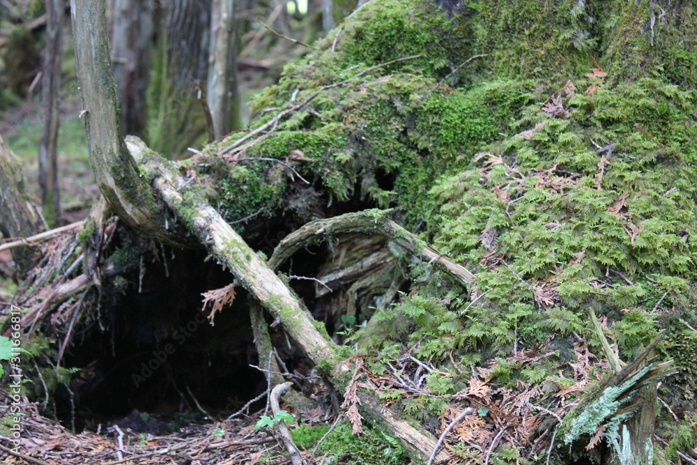 Obraz premium Champi wood