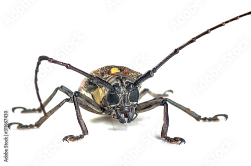 Tree borer (Batocera rufomaculata) isolated on a white background photo