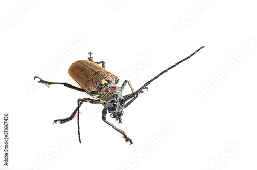 Tree borer (Batocera rufomaculata) isolated on a white background photo