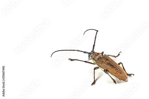 Tree borer (Batocera rufomaculata) isolated on a white background photo