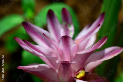 Close-up of Turmeric Flower in farm field photo