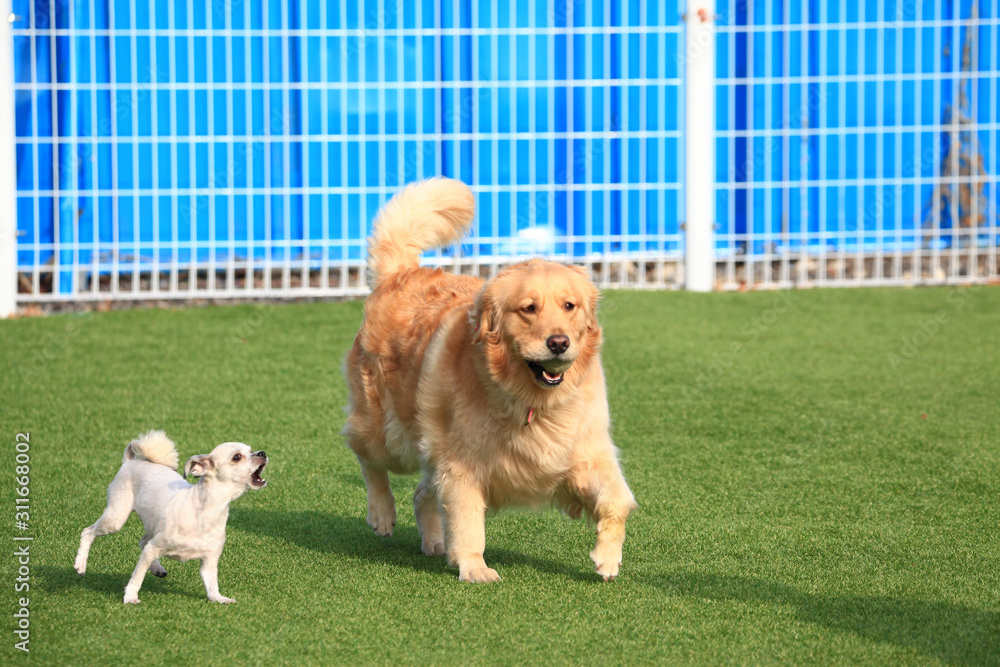 Happy puppies in a private playground Happy puppies in a private playground