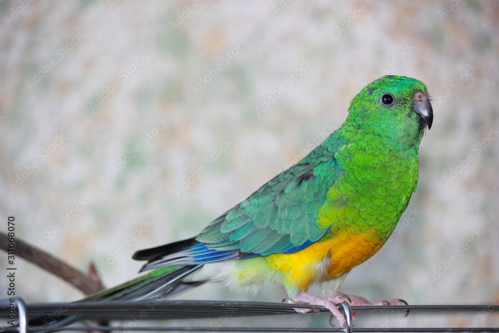 colorful australian singing parrot very rare bird colorful australian singing parrot very rare bird