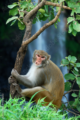 Rhesus macaque (Macaca) or Monkey sitting on a tree in front of waterfall photo