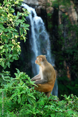 Rhesus macaque (Macaca) or Monkey sitting on a tree in front of waterfall photo