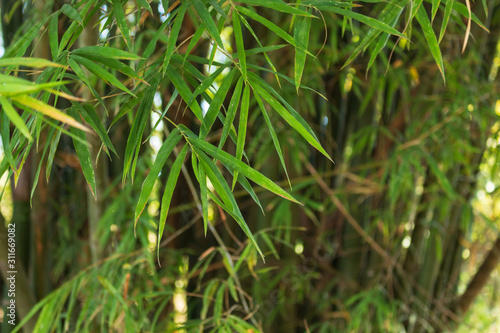 leaf bamboo garden background.