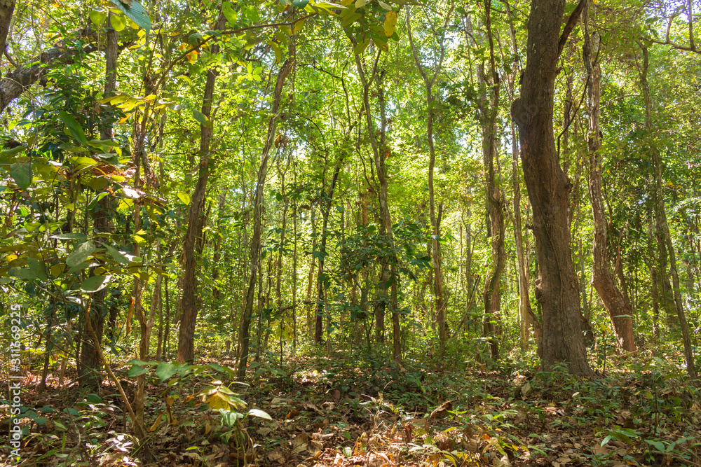 Southeast asia forest in thailand.