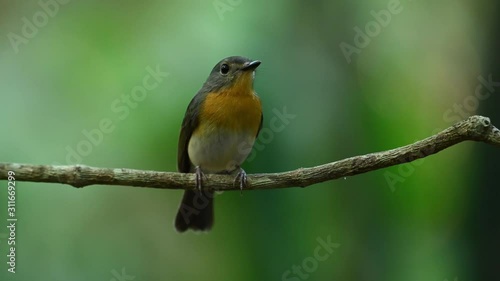 Indochinese Blue Flycatcher, Cyornis sumatrensis; this female Flycatcher looks up to its right while some sunlight shimmer on its orange breast, looks arouns, then takes off for a bath. photo