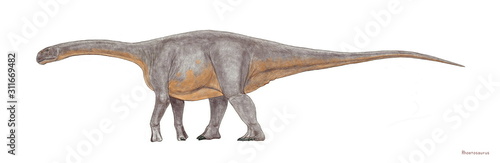 恐竜　ロエトサウルス。オーストラリア東部のジュラ紀中期の地層から発見された。竜脚類として特殊な体型に進化することなく、カマラサウルスのようなずんぐりした体形の竜脚類。特徴を表す尾の先端や頭骨は発見されておらず、イラストはカマラサウルスの頭骨を参考に再現した。 photo