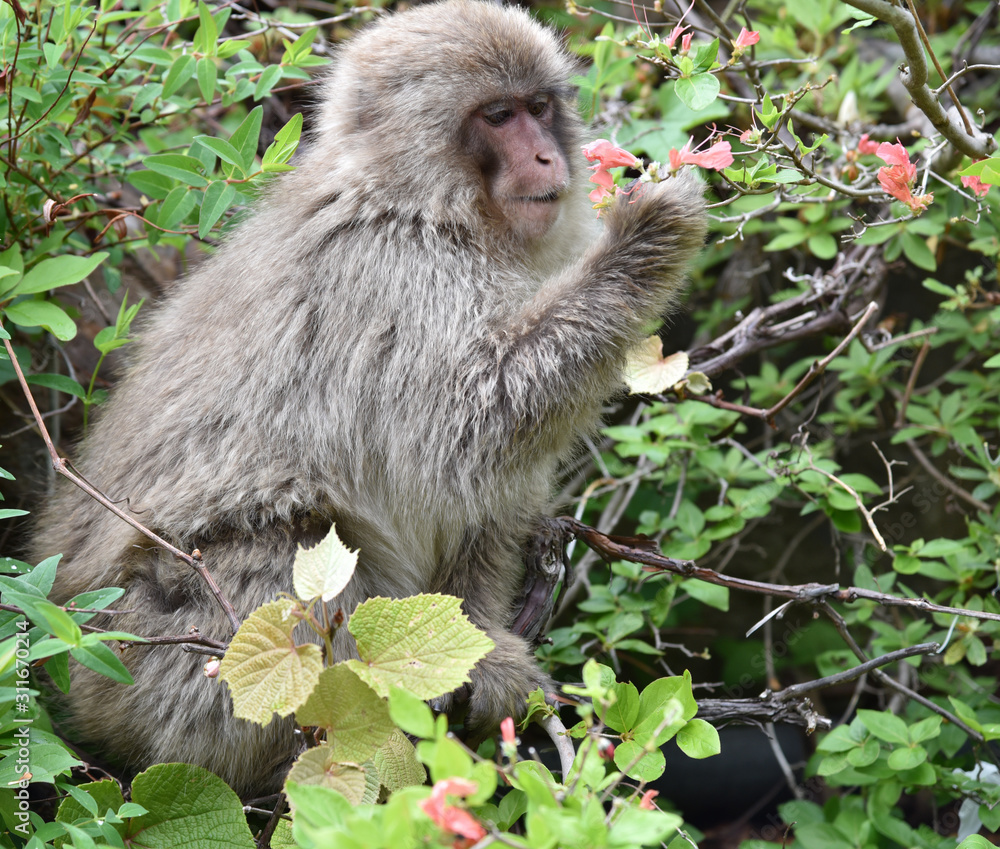 Obraz premium ニホンザル