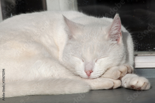Fototapeta Naklejka Na Ścianę i Meble -  A very white cat basks in the sun
