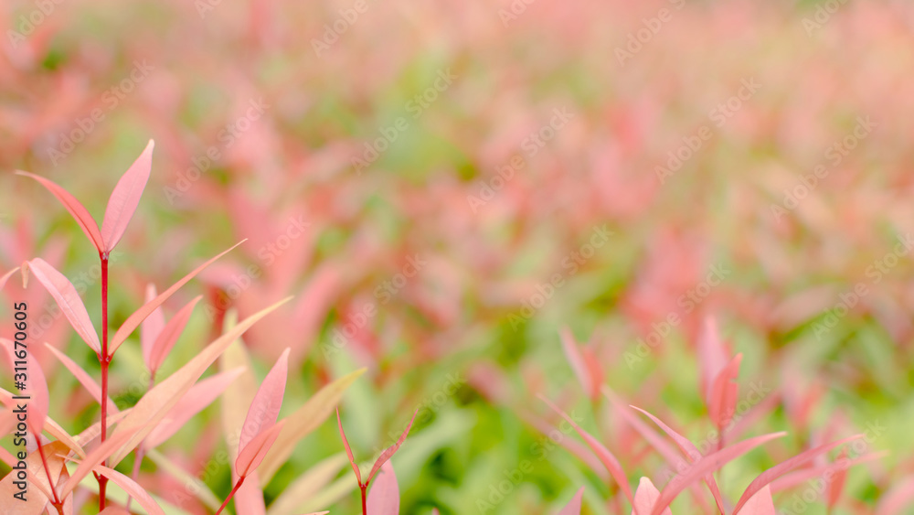 Close up nature view of beautiful fresh green and red leaf in the morning with sun light and copy space on spring season in park using as background or wallpaper. Close up nature view of beautiful fresh green and red leaf in the morning with sun light and copy space on spring season in park using as background or wallpaper.