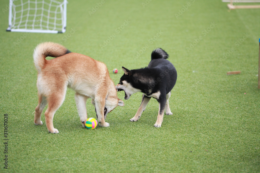 Happy puppies in a private playground Happy puppies in a private playground