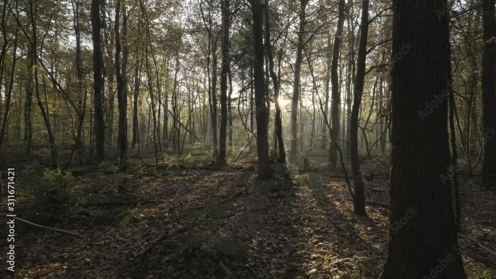 Gimbal shot forwards through eerie forest, with leaves on the ground and sun light rays beaming through the canopy. Gimbal shot forwards through eerie forest, with leaves on the ground and sun light rays beaming through the canopy.