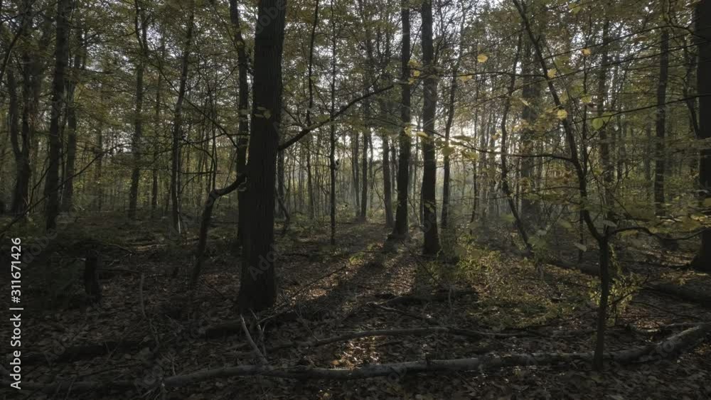Sun beams through the large dense woodland forest, eerie, calm and peaceful. Sun beams through the large dense woodland forest, eerie, calm and peaceful.