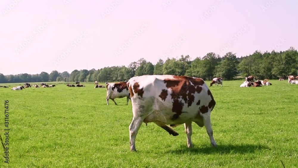 Cows grazing on a lush green meadow in summer. A cow in the foreground looking to the right.
Wide angle, static Cows grazing on a lush green meadow in summer. A cow in the foreground looking to the right.
Wide angle, static