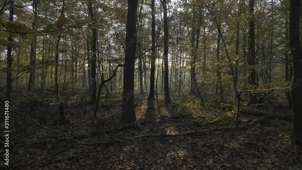 Calm, relaxing forest with lots of dense woodland trees and greenery. Nature. Calm, relaxing forest with lots of dense woodland trees and greenery. Nature.