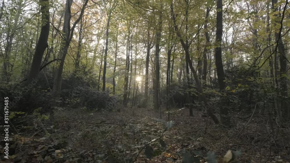 Forest woodland trees forest with large oak trees. Calm and relaxing christmas walk. Forest woodland trees forest with large oak trees. Calm and relaxing christmas walk.