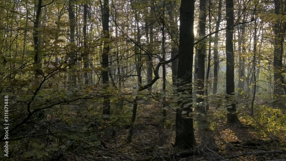 Dense woodland trees forest with large oak trees. Calm and relaxing walk. Dense woodland trees forest with large oak trees. Calm and relaxing walk.