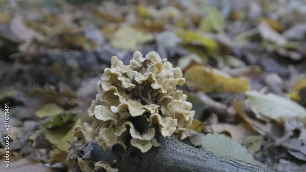 Mushroom on the forest floor, deadly and poisonous. Fungi. Mushroom on the forest floor, deadly and poisonous. Fungi.