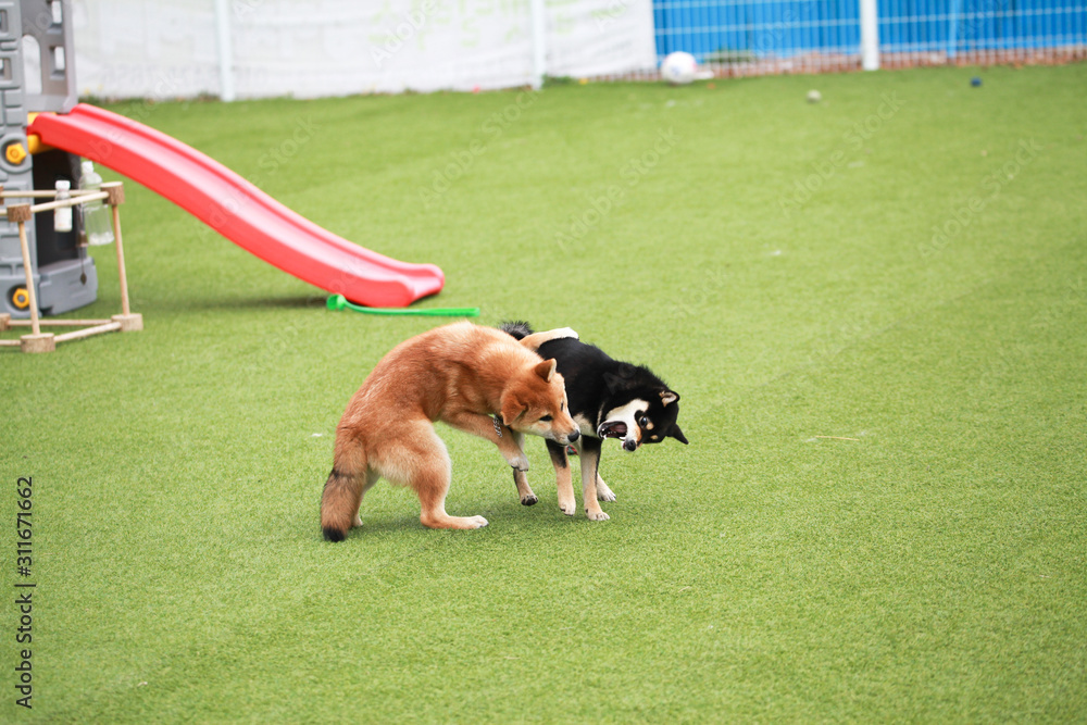 Happy puppies in a private playground Happy puppies in a private playground