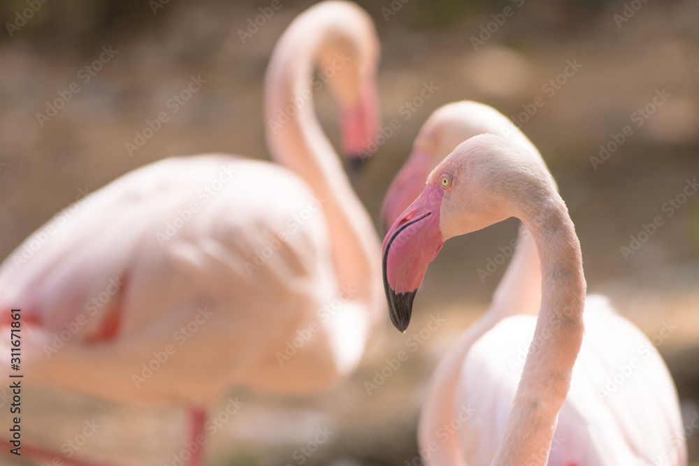 Naklejka premium flamingo in zoo