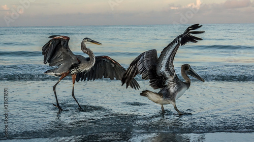 pelicans on the beach