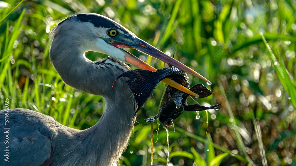 Fototapeta premium Bird with fish