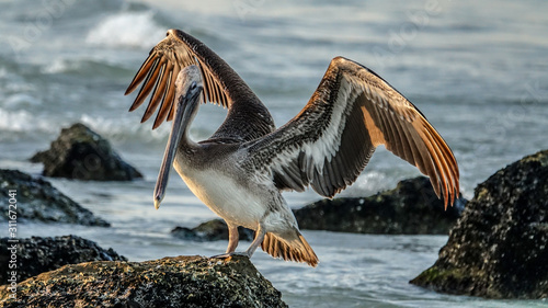 pelican wings open