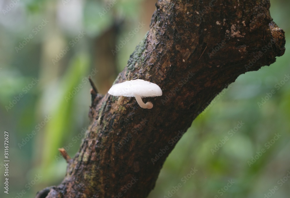 Mushroom Growing on Tree