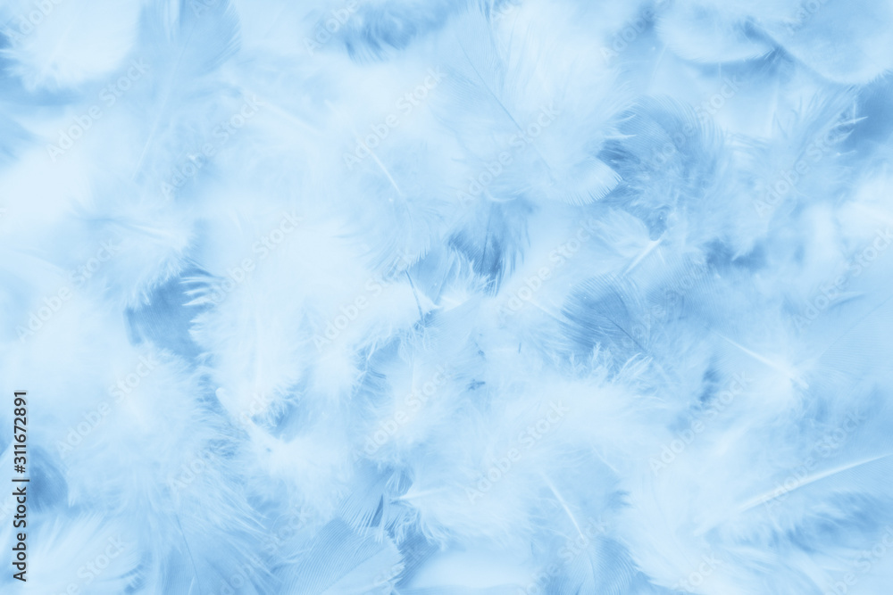Beautiful abstract colorful purple and blue feathers on white background and soft white pink feather texture on white pattern and blue background Beautiful abstract colorful purple and blue feathers on white background and soft white pink feather texture on white pattern and blue background