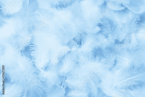 Beautiful abstract colorful purple and blue feathers on white background and soft white pink feather texture on white pattern and blue background © Weerayuth