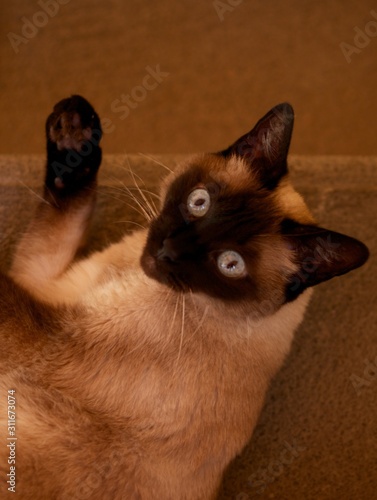 Siamese Cat