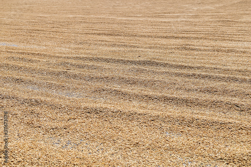 paddy rice in Thailand, Dry the rice to reduce moisture. background, Paddy on concrete.