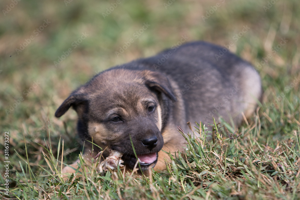 dog in the grass