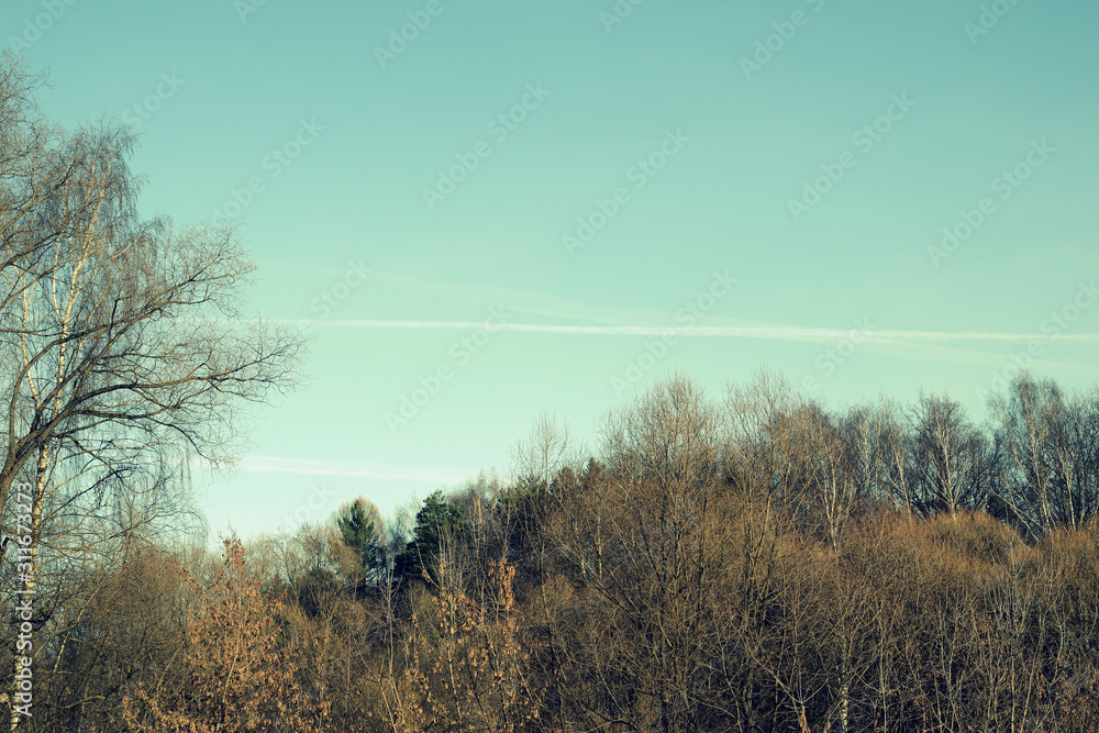 Bare trees against the blue sky in the morning of an autumn day. Toned natural background