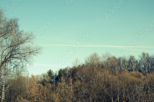 Bare trees against the blue sky in the morning of an autumn day. Toned natural background