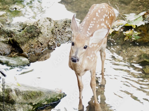 Wading Fawn
