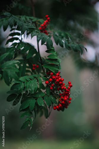 Rowan bushes with ripe wild berries on an autumn rainy day. garden with juicy bright leaves and fruits. Seasonal October style. Details and textures of green branches of rowan.