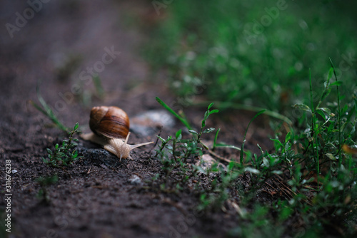 A small lonely snail on an autumn rainy day heads for a visit. Snail traveler.