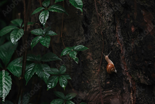 A small lonely snail crawls on a wet tree with green ivy on an autumn rainy day. Snail traveler.