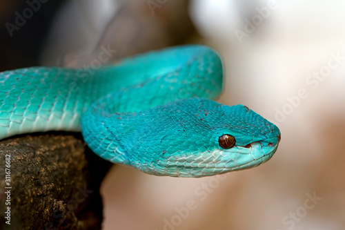 blue insularis pit viper, trimeresurus insularis