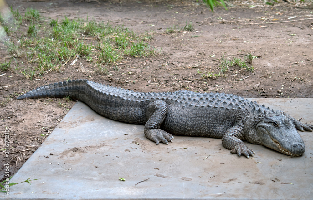 this is a side view of an American alligator this is a side view of an American alligator