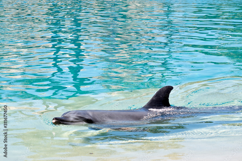 Naklejka premium this is a side view of a bottle nosed dolphin