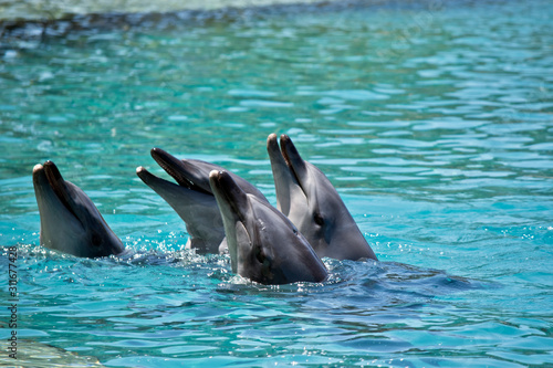the four bottle nosed dolphins have their head out of water