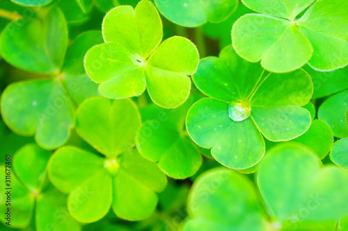 Green lucky clover leaves with water drop. Beautiful background on sunshine day. Summer.